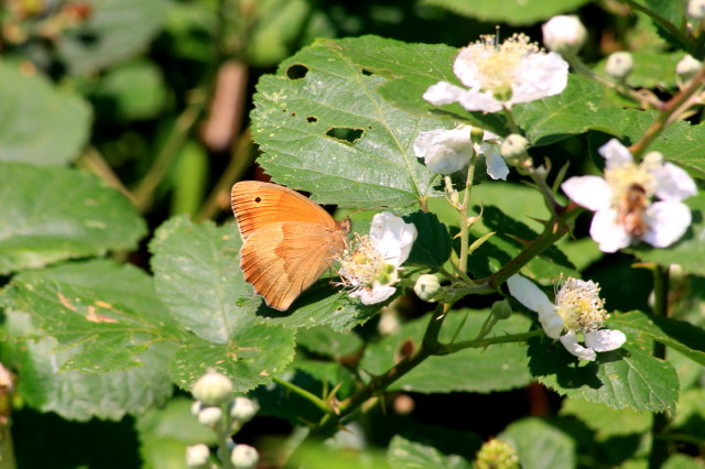 Nymphalidae Satyrinae?